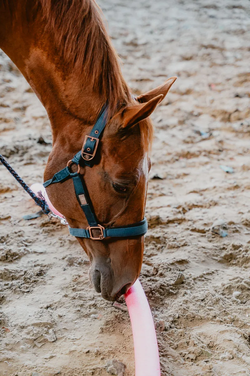 Assertiviteit en gezonde grenzen leren stellen tijdens horse assisted coaching in Deinze