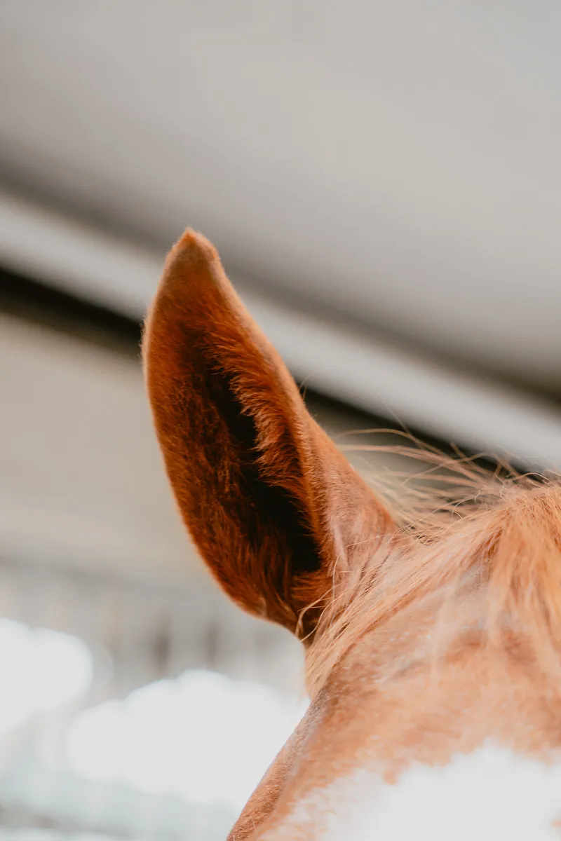 Focus en helderheid vinden in de piste tijdens een coaching sessie met paard
