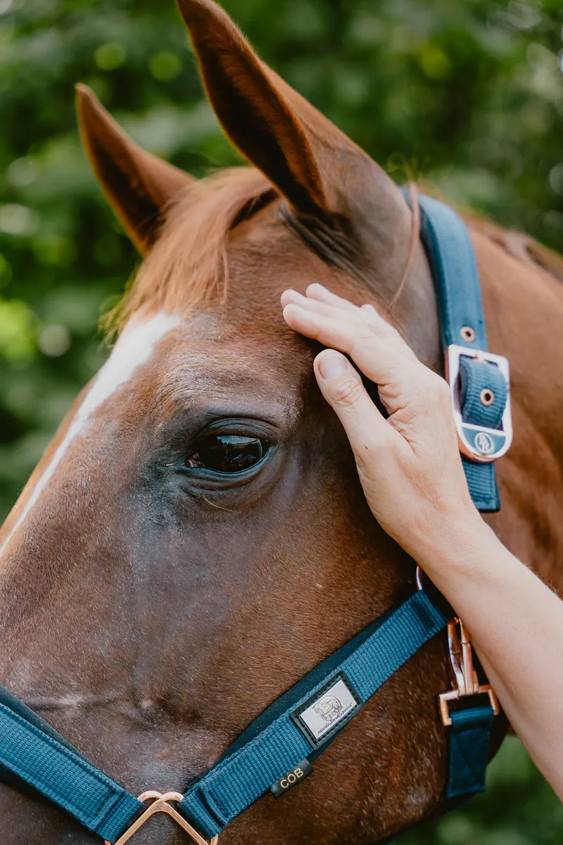 Individuele coaching met paarden