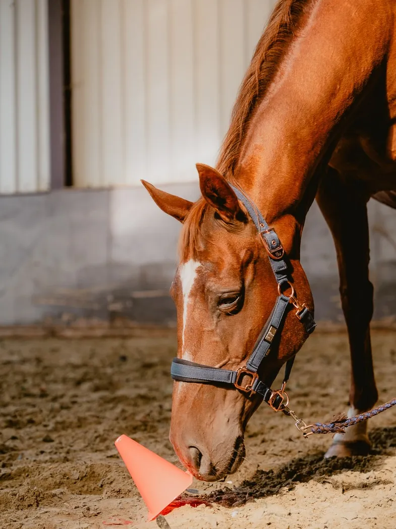 Team building met paarden